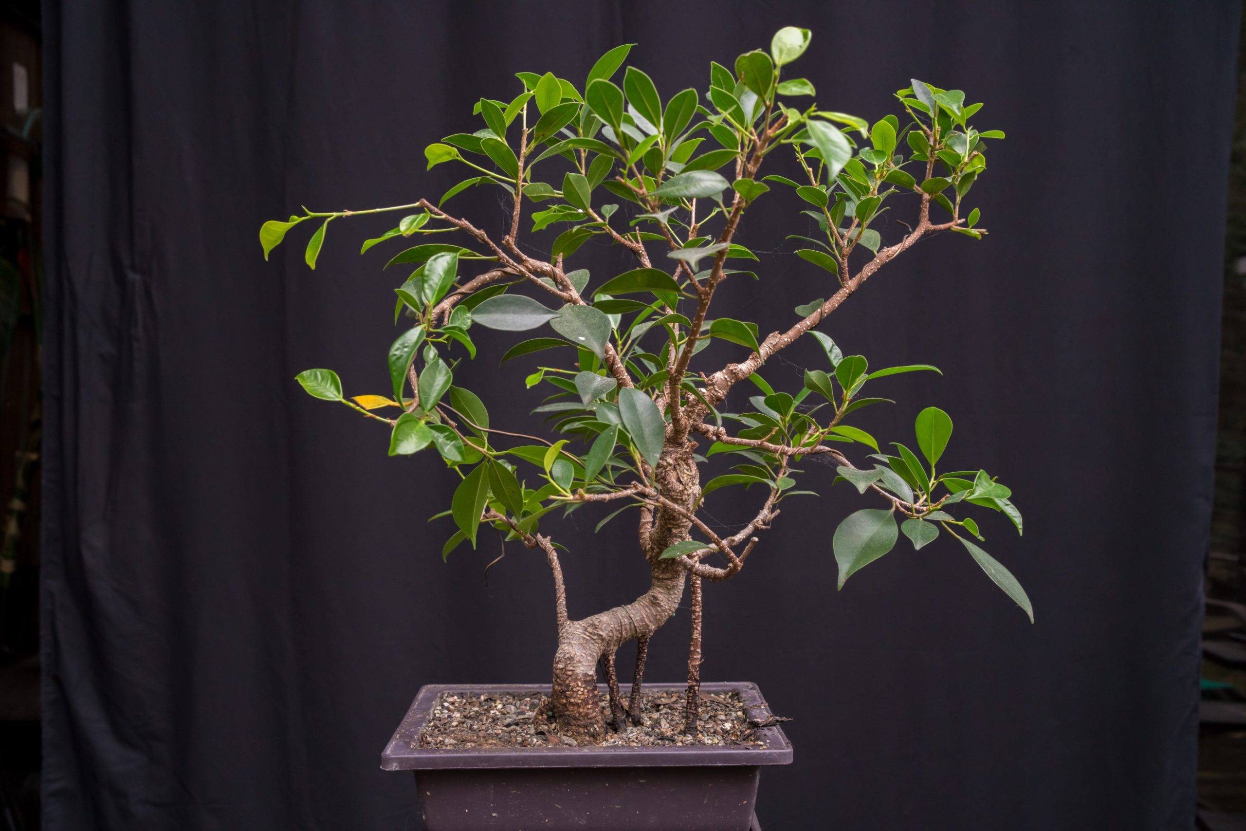 Banzai Bonsai Bruce Photos