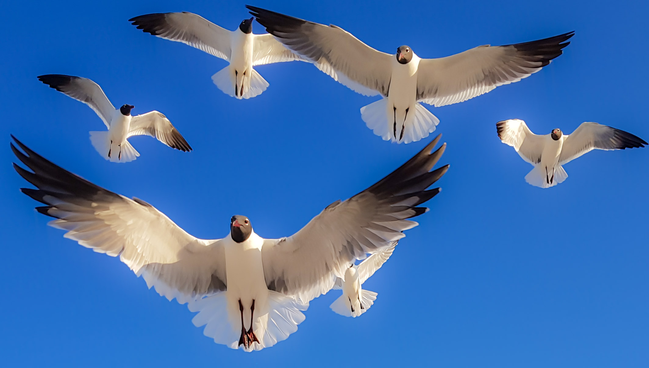 Group of white seagulls with black-tipped wings soaring against a bright blue sky; one large gull in the foreground with wings spread.