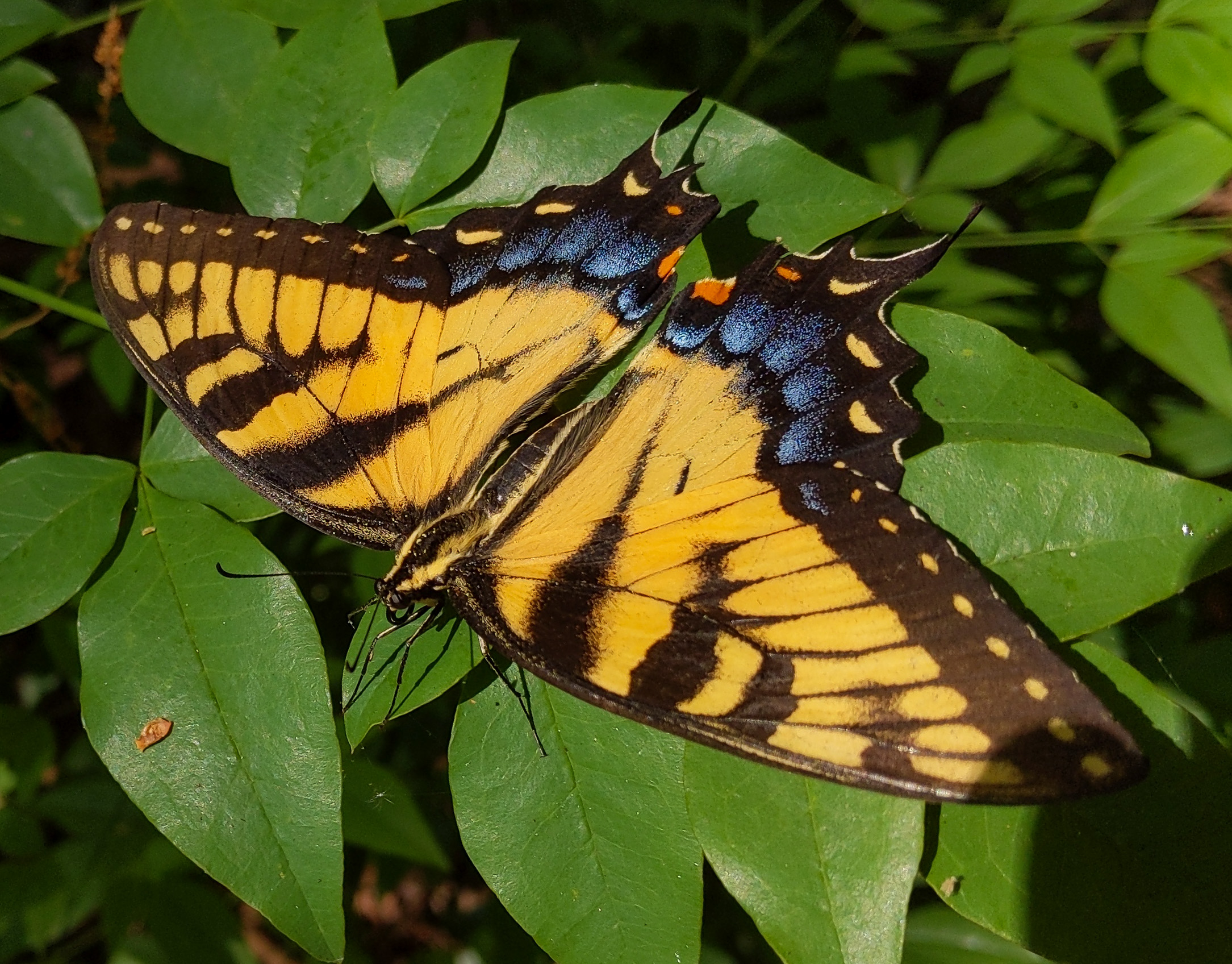 Yellow and black striped swallowtail butterfly with blue markings on hindwings, perched on bright green leaves.