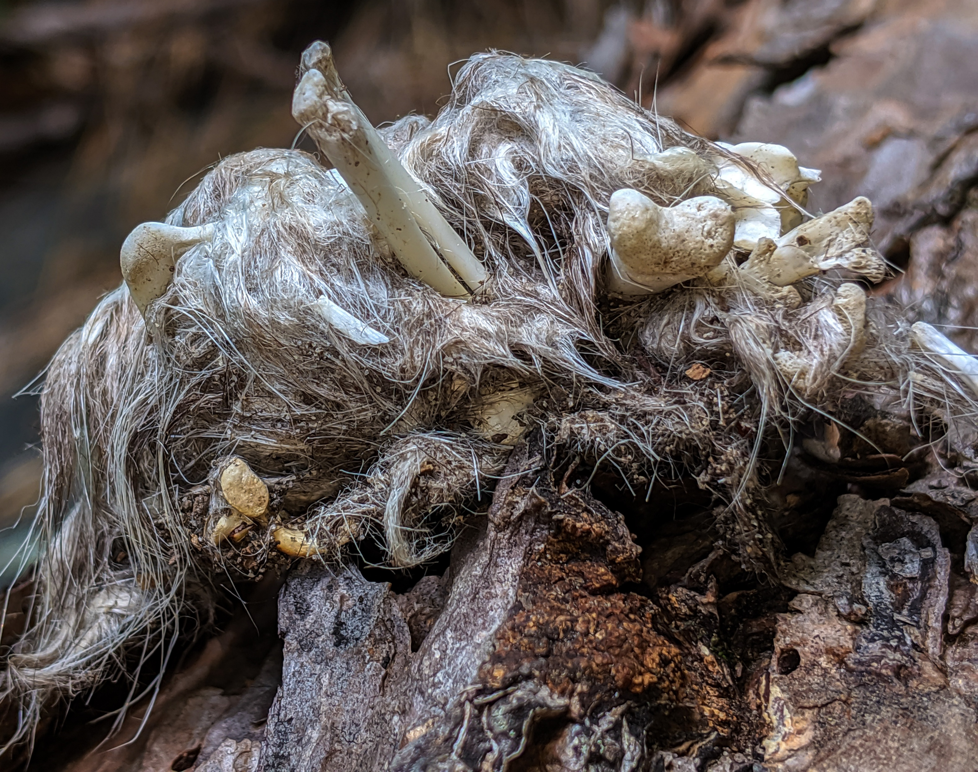 Soft, white hair-like fibers intertwined with small beige lumps on dark tree bark.