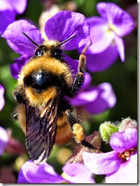 Close-up of a fuzzy bumblebee on vibrant purple flowers with yellow centers, against a green, blurred background.