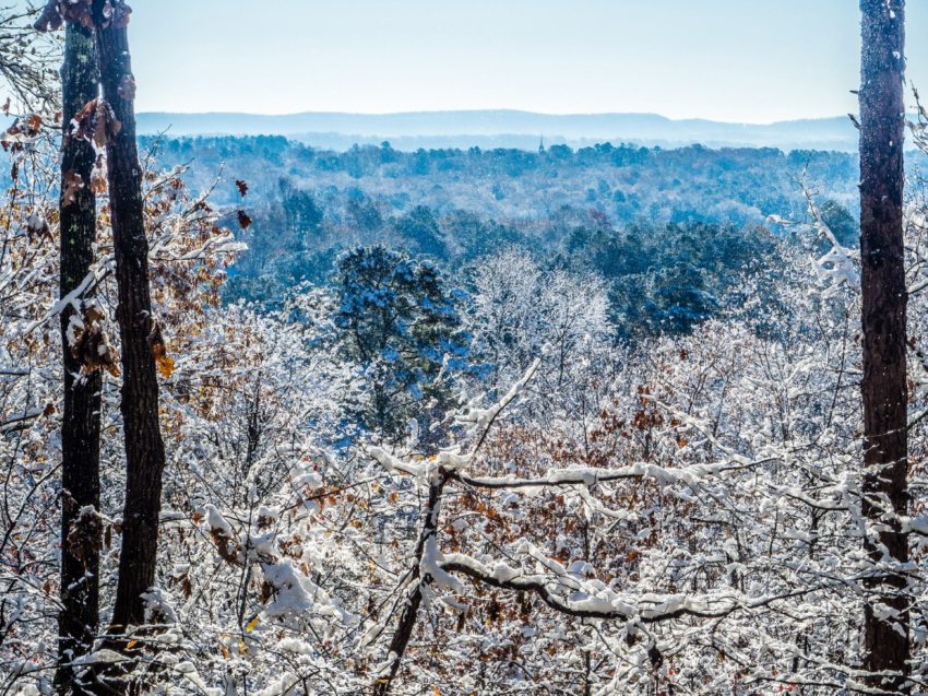 Two dark tree trunks frame a snow-covered foreground; a winter forest stretches to a blue-hazed horizon under a pale sky.