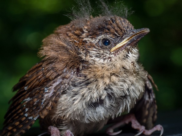 Juvenile brown, speckled bird with a fluffy chest and short pale beak perched on a dark surface against a green, blurred background.