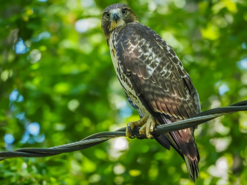 Hawk perched on a wire with brown, white-speckled feathers and a yellow beak, set against a blurred green leafy background.