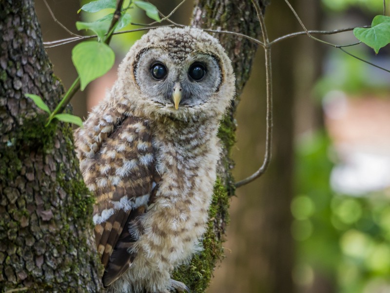 Owl perched on a tree trunk with mottled brown and white feathers; large dark eyes and pale face, green leaves in the blurred background.