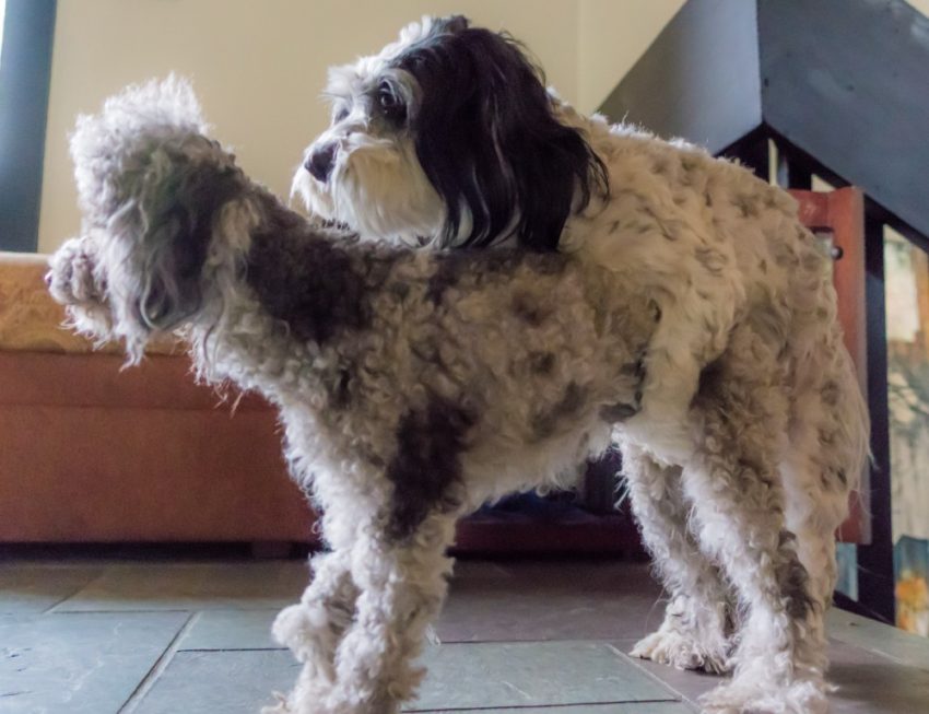 Fluffy gray and white dog with dark ears stands on a tiled floor indoors, with an orange sofa and staircase in the background.