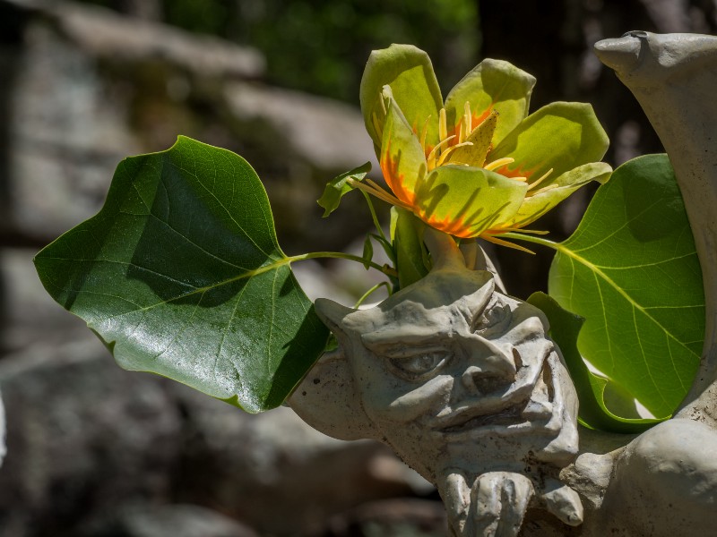 Bright yellow-orange flower among large green leaves atop a gray stone sculpture, with a blurred stone background.
