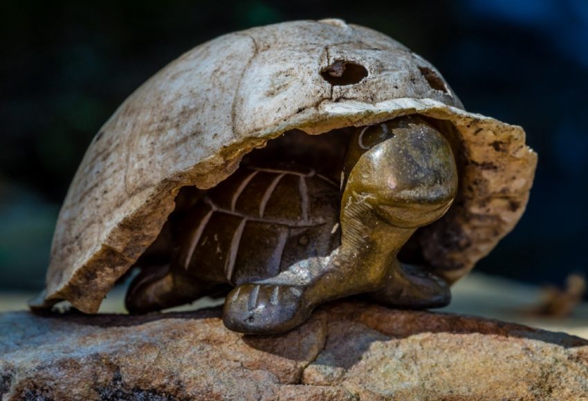 Cracked, weathered turtle shell on a rock; yellow-brown head and front legs peeking out, dark blue-green background.