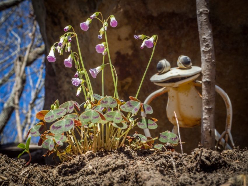 Ceramic garden frog beside a purple-flowered plant, growing from bare soil with a clear blue sky in the background.