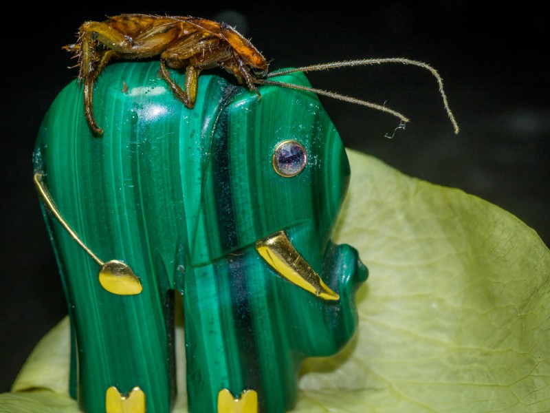 Emerald-green ribbed sculpture on a pale leaf, a brown insect perched on its surface with long antennae.