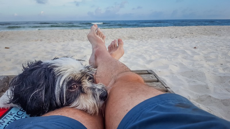 Person reclining on beige beach sand in blue shorts, a small fluffy dog beside their legs, with the ocean and blue sky in the background.