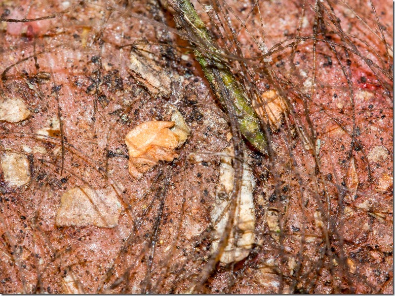 Close-up of wet reddish-brown mud with scattered pebbles, dried leaves, and tangled roots and twigs.