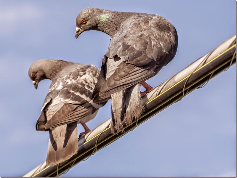 Two brown-gray pigeons perched on a diagonal wire against a clear blue sky; one faces left, the other downward.