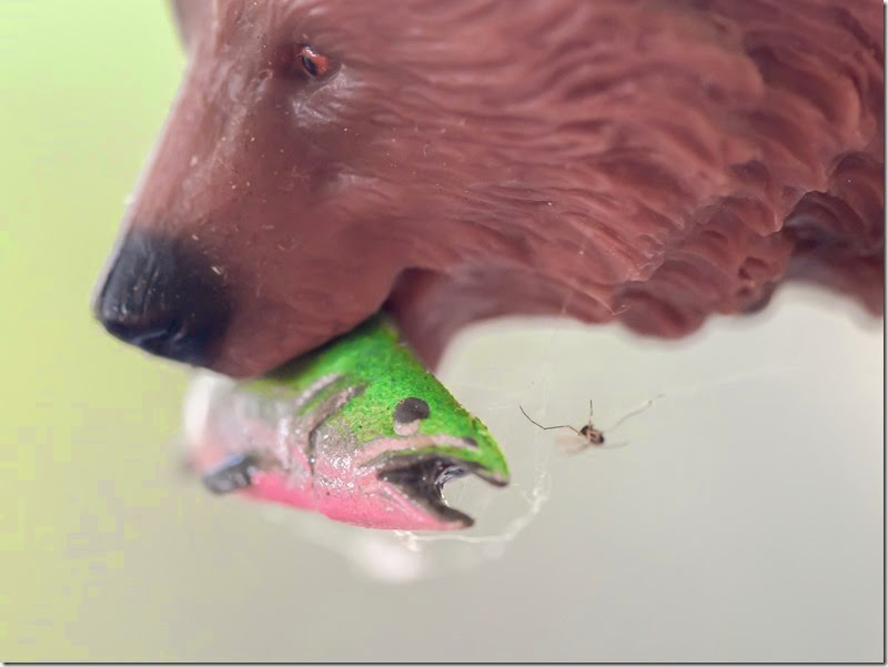 Brown dog's snout grips a green wedge-shaped object with a silver tip; pale background, tiny insect on the toy.