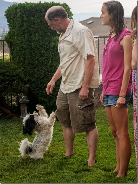 Man in beige shirt and brown shorts on a lawn with a fluffy white-and-black dog on hind legs beside him; girl in pink watches nearby.