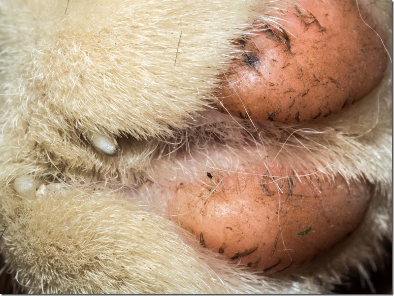 Close-up of cream fur around two pink paw pads with tiny dark specks.