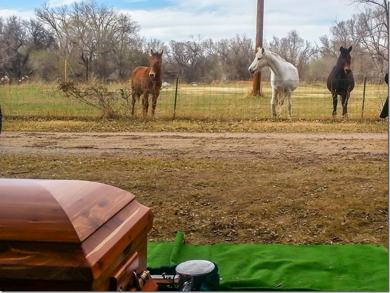 Coffin in foreground with green lining; three horses—brown, white, and dark—stand behind a fence in a bare rural field.