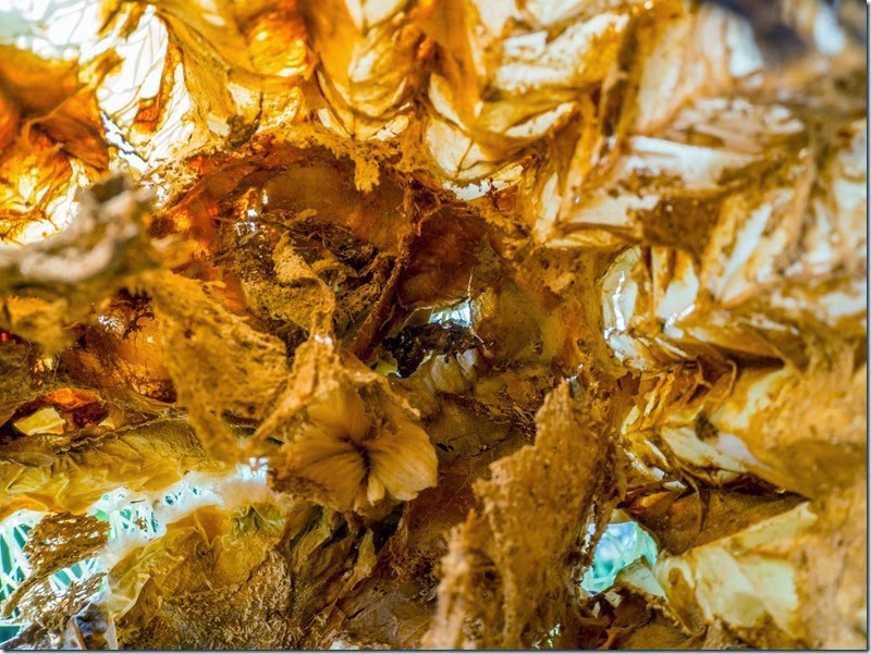 Close-up of a dead cactus: orange-brown, papery skin curling into fibrous shards with pale blue sky in the background.