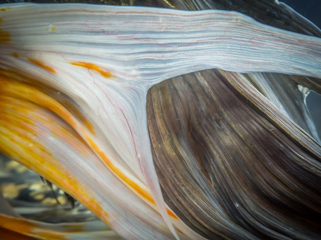 Translucent white ribbons with orange streaks drape over a brown striped curved surface on a blue background.