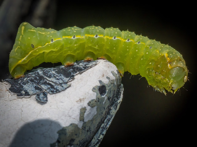 Bright lime-green caterpillar on a weathered gray rock with black lichens, dark blurred background.