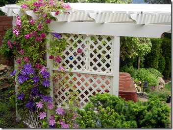 Clematis2