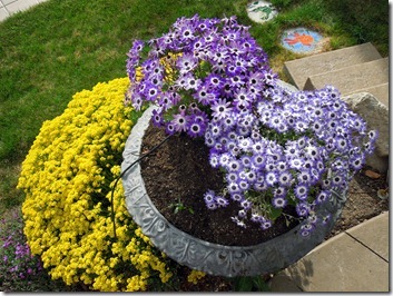 Round stone planter filled with purple daisies sits beside bright yellow chrysanthemums on a stone path over green grass.