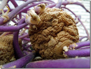 Close-up of a brown, wrinkled, knobby ball tangled among purple plant stems with small white protrusions.