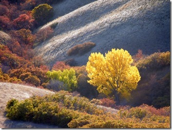 Autumn hillside scene with a bright yellow tree in the foreground, orange-brown shrubs, green bushes, and blue-grey distant slopes.