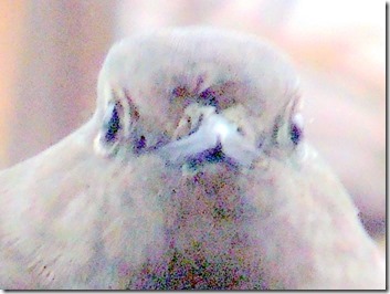DSCN5200