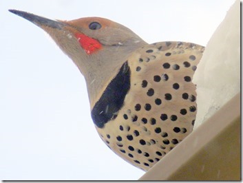 DSCN5640