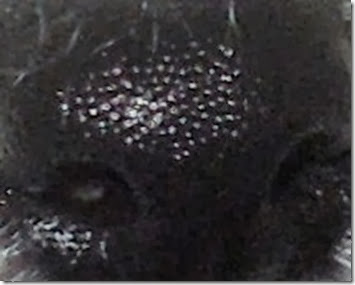 Close-up of a shiny black dog nose against dark fur.