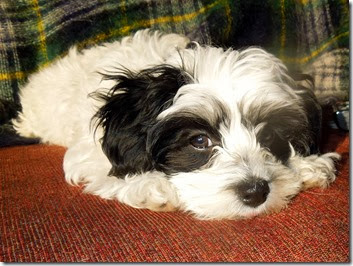 Black-and-white fluffy puppy resting on a red rug with a green plaid blanket in the background.
