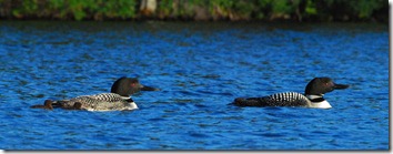 IP Loon Chicks July 25th 212 Wide