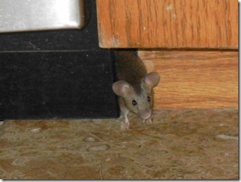 mouse1