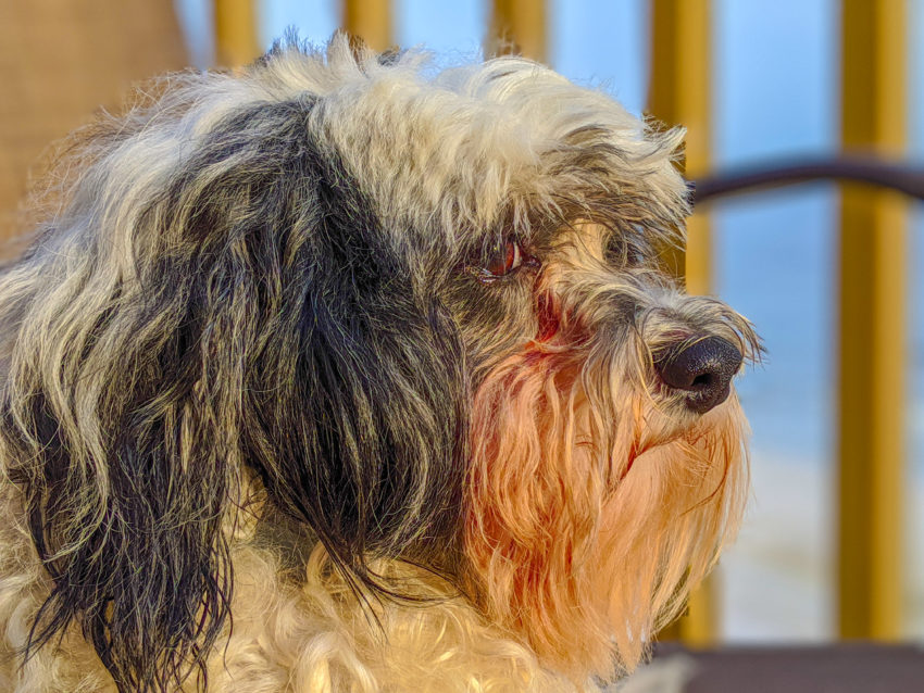 Long-haired beige-and-gray dog with a reddish beard, facing right; yellow vertical bars and blue sky in the background.
