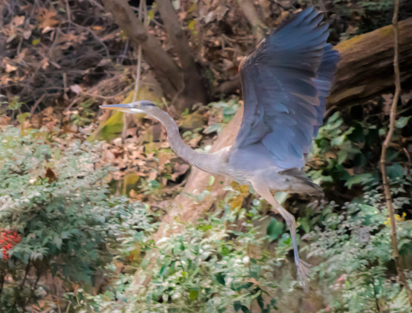 Grey-blue heron in midflight with outstretched wings and long legs trailing over a garden of shrubs.