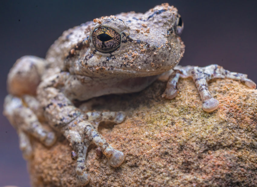 Brown, textured frog perched on a rough rock; close-up of its eye and front legs.