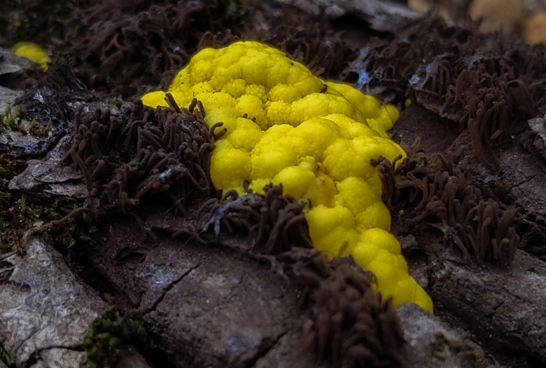 Bright yellow slime mold forms a bubbly cluster on a dark rock, surrounded by brown debris.