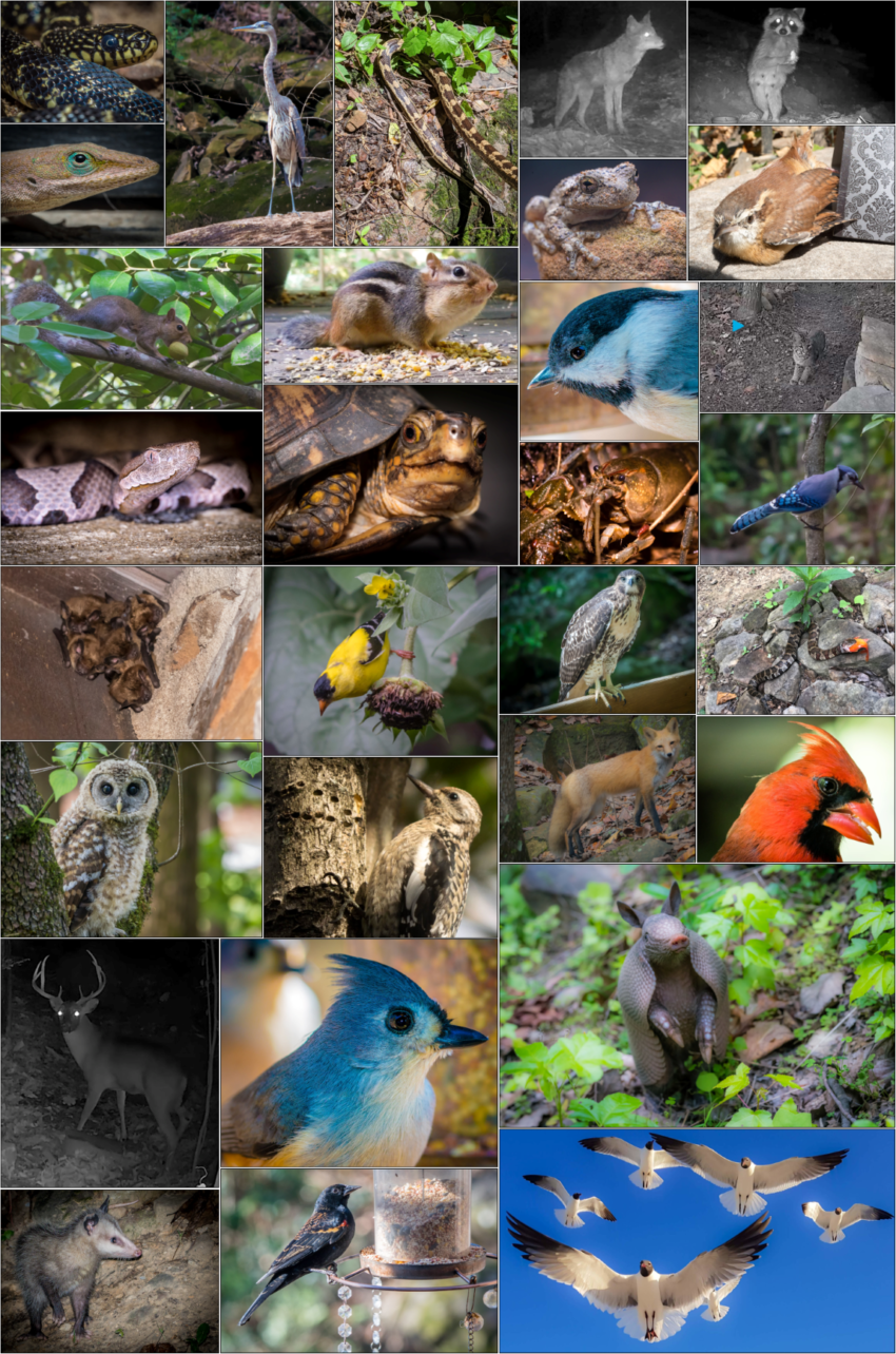 Grid collage of small wildlife photos: blue bird, red bird, frogs, lizards, leaves, flowers, and rocks in greens, blues and browns.