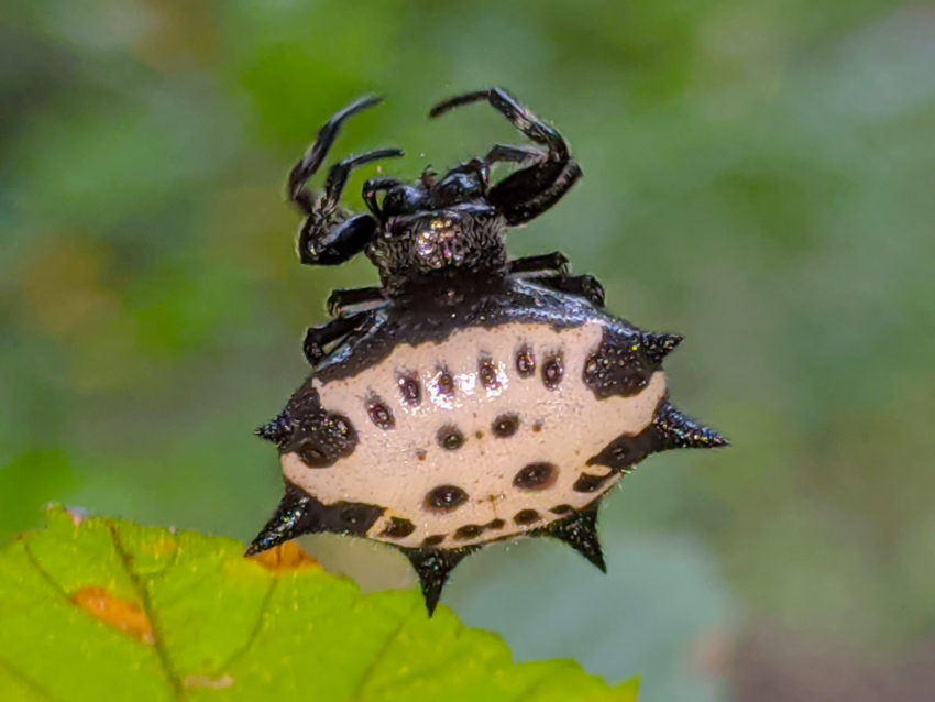 Spiny shield bug, round body with black spines and pale, spotted abdomen, perched on a green leaf with blurred foliage behind.