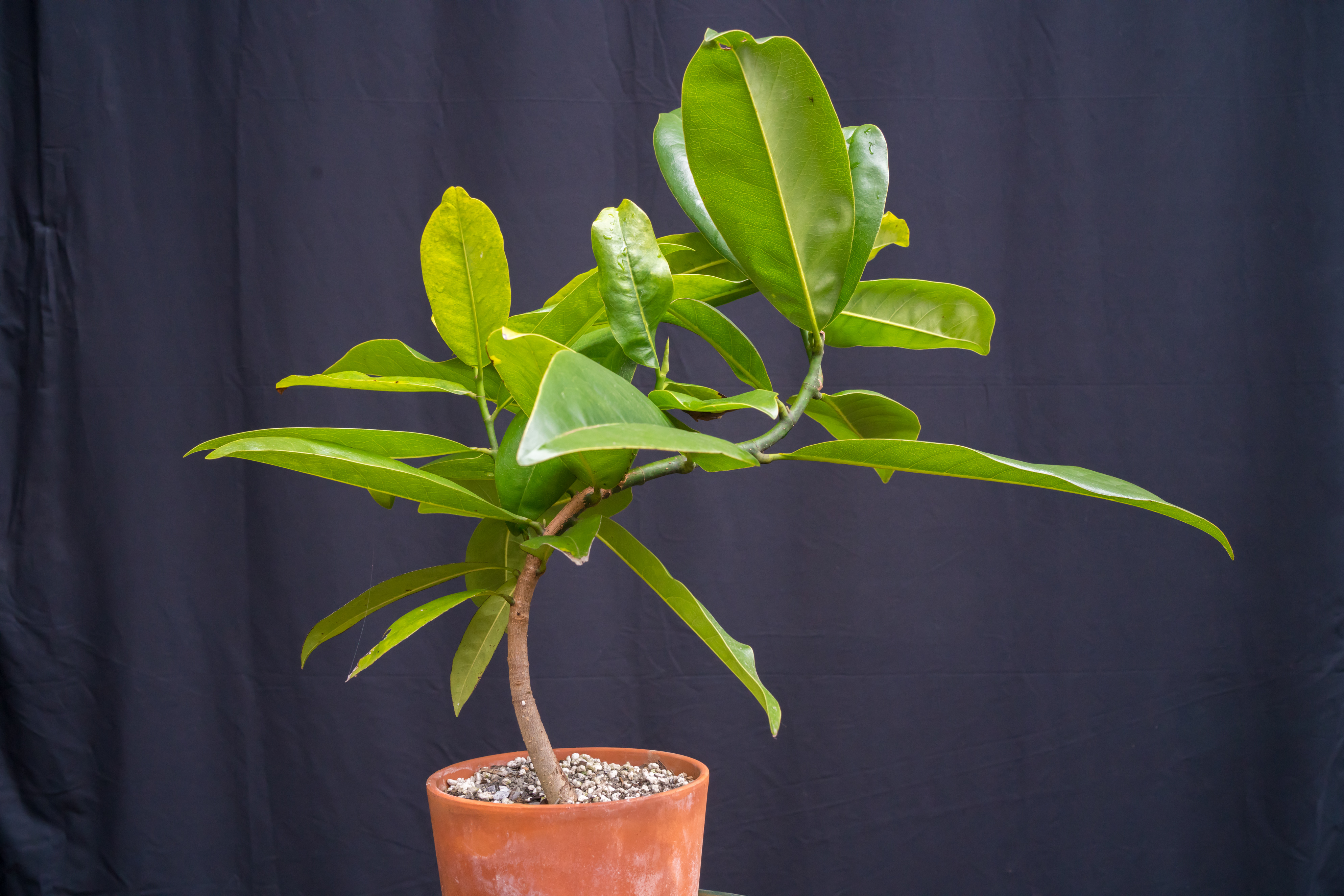 Young tree with glossy green leaves in a terracotta pot, soil and pebbles visible, against a dark fabric backdrop.