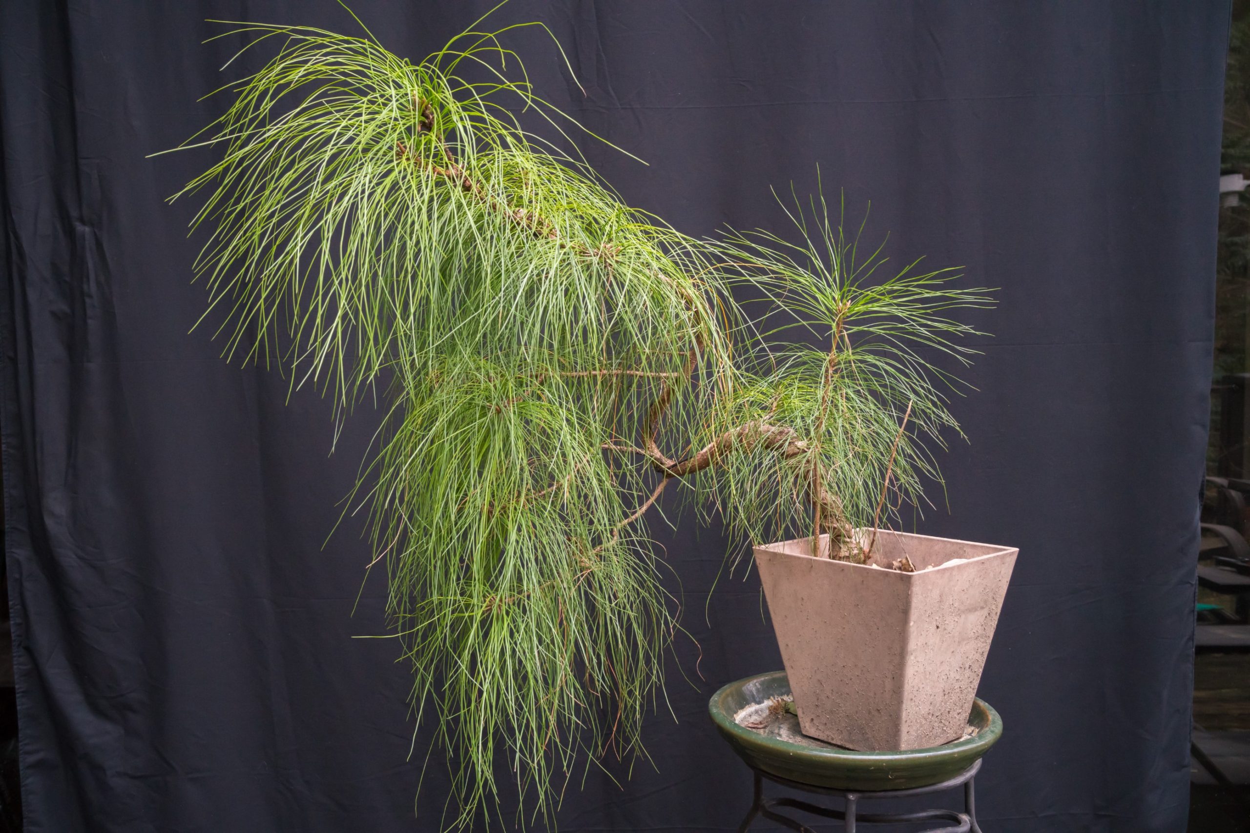 Banzai Bonsai Bruce Photos