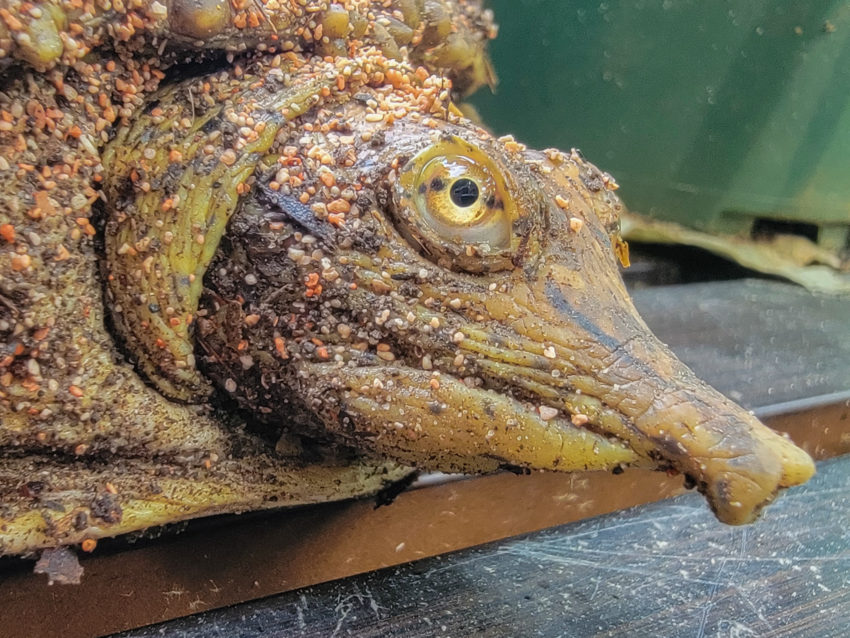 Close-up of a muddy crocodilian head with a yellow eye and brown scales, resting on a wooden ledge against a green background.