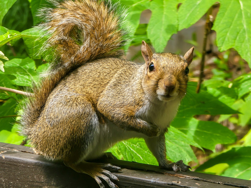 Brown squirrel perched on a wooden railing amid vivid green leaves; bushy tail curled upward.