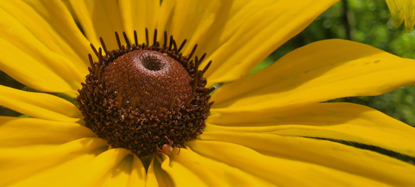 Close-up of a bright yellow flower with a brown, textured central disk and long yellow petals against a green, blurred background.