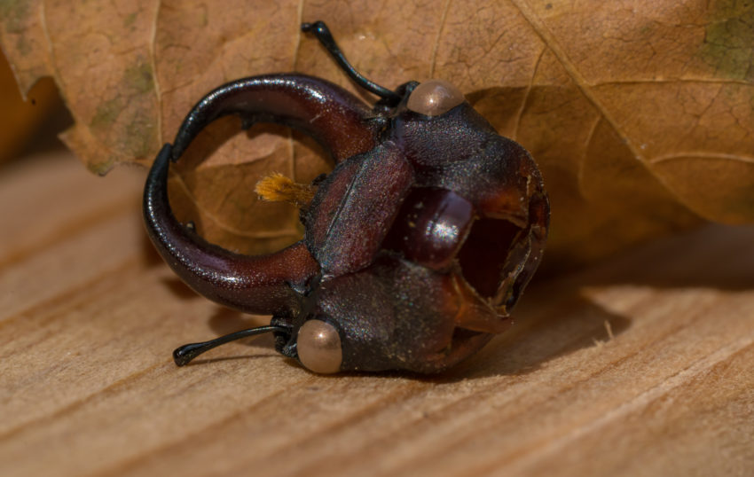 Dark brown ring-like object with a curved handle and central circular opening, two small beige side knobs, resting on a wooden surface with a leaf nearby.