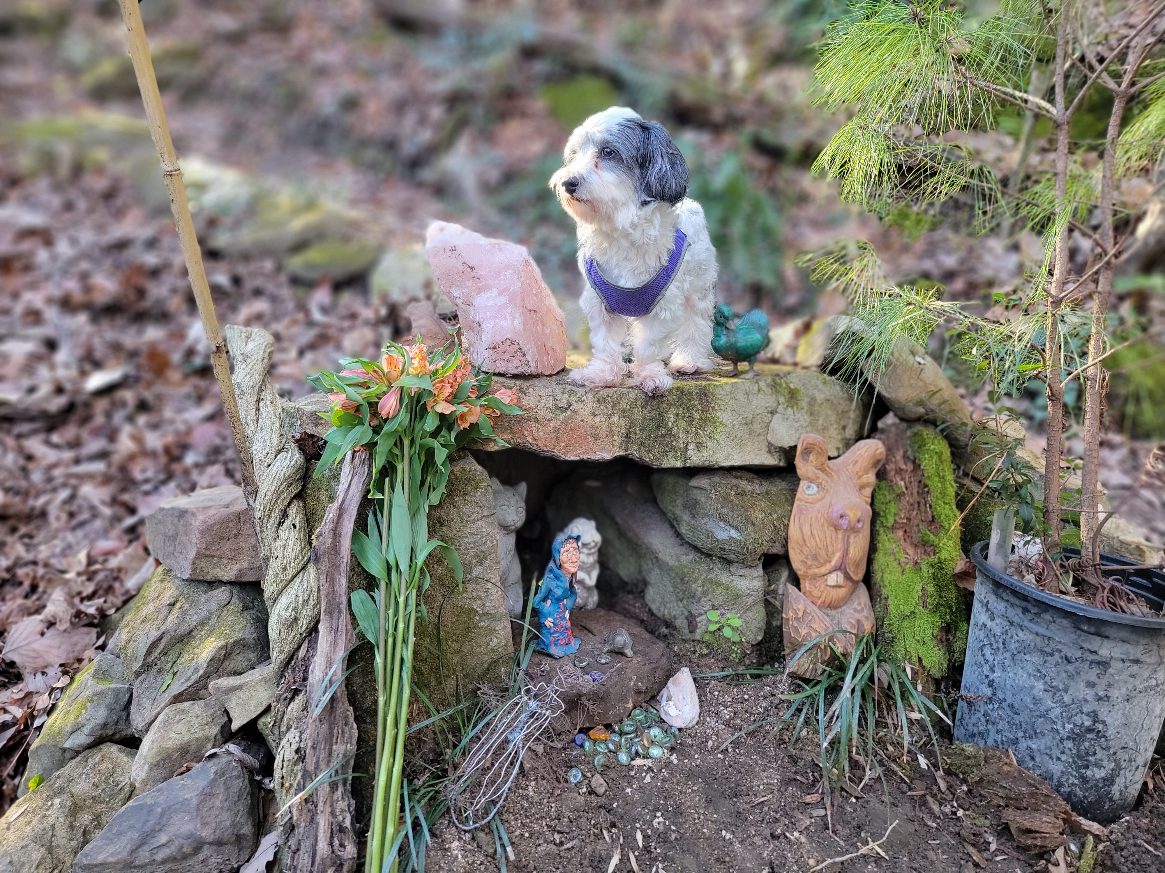 Small fluffy dog in a purple harness sits on a stone garden wall, next to a pink rock, orange flowers, a green bird statue and a wooden animal carving.