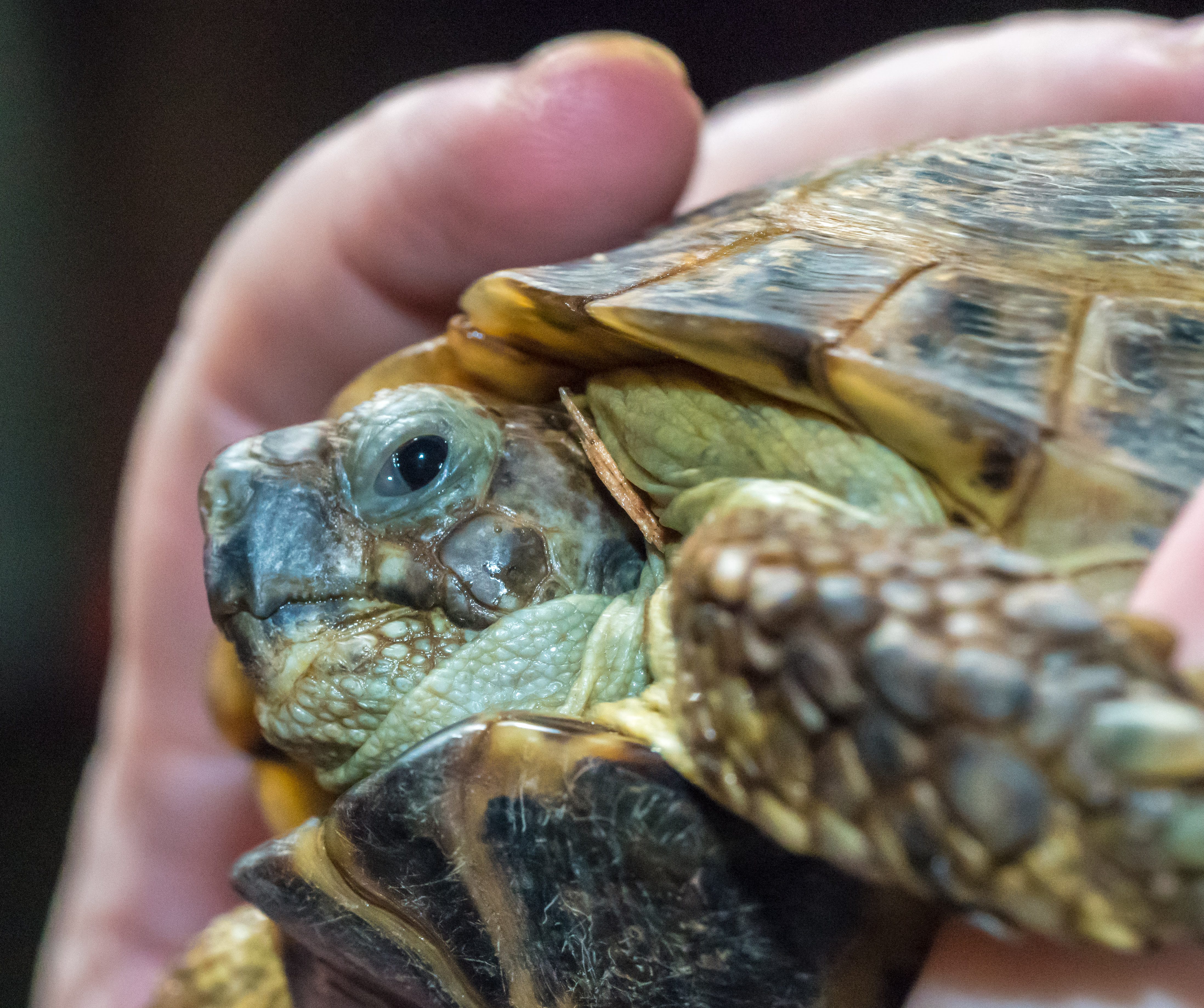 Close-up of a small turtle held in a hand; green, scaly head with a dark eye and a brown-yellow patterned shell.