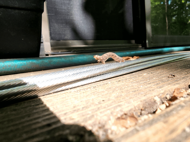 Small tan lizard on sunlit wooden deck boards, near a blue-green hose by an open doorway; shadows and scattered leaves on the wood.