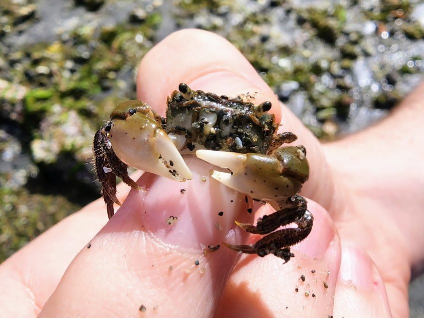 Small dark crab with pale claws held between fingers over a wet, rocky shore.